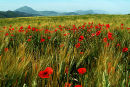 Andalucian Poppies